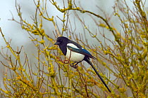 Magpie (Pica pica) perched in lichen covered tree, Titchwell, Norfolk, England, UK, February.