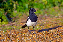 Magpie (Pica pica) on ground, Titchwell, Norfolk, England, UK , February.
