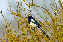 Magpie (Pica pica) perched in lichen covered tree, Titchwell, Norfolk, England, UK, February.