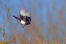 Magpie (Pica pica) in flight, about land, Titchwell, Norfolk, England, UK, February.