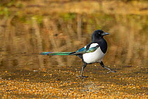 Magpie (Pica pica) walking near roadside puddle, Titchwell, Norfolk, England, UK,  February.