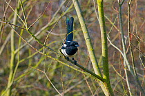 Magpie (Pica pica) with tail erect, Titchwell, Norfolk, England, UK, February.