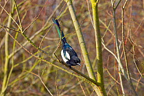 Magpie (Pica pica) perched, with tail erect showing iridescent feathers. Titchwell, Norfolk, England, UK, February.
