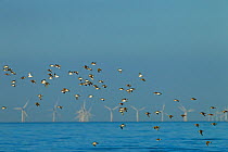 Dunlin (Calidris alpina) flock in flight with wind farm in the distance, Titchwell, Norfolk, England, UK, February.
