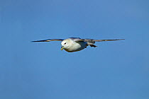 Fulmar (Fulmaris glacialis) in flight, Hunstanton, Norfolk, England, UK, February.