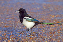 Magpie (Pica pica) on  roadside, Titchwell, Norfolk, England, UK, February.