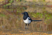 Magpie (Pica pica) about to drink from roadside puddle, Titchwell Norfolk, England, UK, February.