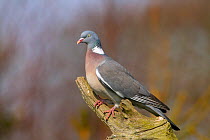 Wood pigeon (Columba palumbus) perched on snag,  Norfolk, England, UK, April.