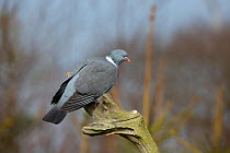 Wood pigeon (Columba palumbus) perched on snag,  Norfolk, England, UK, April.