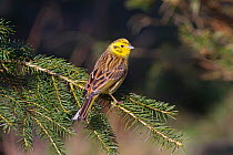 Yellowhammer (Emberiza citinella) perched on branch, Norfolk, England, UK, March.