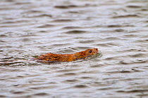 Brown rat (Rattus norvegicus) swimming in  pond, Norfolk, England, UK, March.