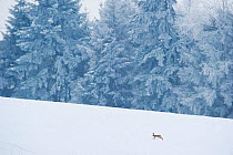 Brown hare (Lepus europaeus) adult running in wintery landscape. Derbyshire, UK, January.