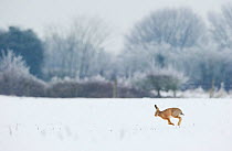 Brown hare (Lepus europaeus) adult running in wintery landscape. Derbyshire, UK, January.