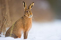 Brown hare (Lepus europaeus) adult sitting in a snow covered field. Derbyshire, UK, January.