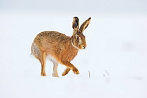 Brown hare (Lepus europaeus) adult walking across a snow covered field. Derbyshire, UK, January.