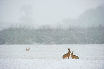 Brown hare (Lepus europaeus) pair of adults in a snow covered field during a snow fall. Derbyshire, UK, February.