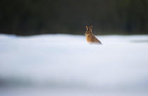 Brown hare (Lepus europaeus) leveret sitting in a snow covered field. Derbyshire, UK, March.