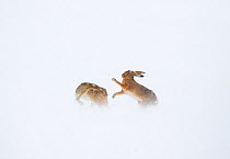 Brown hare (Lepus europaeus) boxing behaviour in a snow covered field, Derbyshire, UK, March.