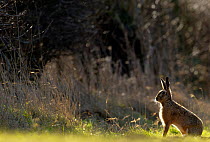Brown hare (Lepus europaeus) adult backlit near a hedgerow at dawn, Derbyshire, UK, March.