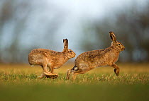 Brown hare (Lepus europaeus) adult male pursuing female, Derbyshire, UK, February.