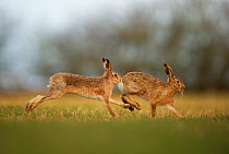 Brown hare (Lepus europaeus) adult male pursuing female, Derbyshire, UK, February.