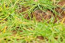 Brown hare (Lepus europaeus) newborn leveret, less than an hour after birth, lying motionless in a field of newly planted crops. Derbyshire, UK, March.