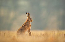 Brown hare (Lepus europaeus) adult standing in a field of crop stubble. Derbyshire, UK, March.
