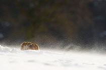 Brown hare (Lepus europaeus) adult male hunched down during strong winds and wind blown snow. Derbyshire, UK, March.