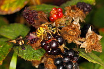 Common wasp (Vespula vulgaris) feeding on Bramble berry in hedge on farm field Cheshire, England, UK. August.