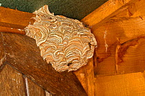 Common wasp (Vespula vulgaris) nest in garden shed showing  wasps building nest Cheshire, England, UK. August.