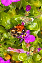 Common carder bumblebee (Bombus pascuorum) queen feeding on Aubretia flower in garden Cheshire, England, UK. May.
