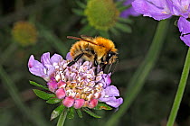 Common carder bumblebee (Bombus pascuorum) queen feeding on Scabious (Scabiosa) flower in garden Cheshire, England, UK. September.
