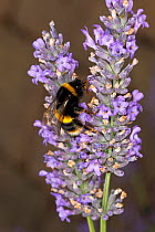 Buff-tailed Bumblebee (Bombus terrestris) feeding on Lavender (Lavendula) in garden Cheshire, England, UK. August.