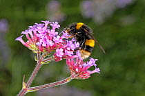 Buff-tailed Bumblebee (Bombus terrestris) queen feeding on Verbena bonariensis in garden Cheshire, England, UK. August.