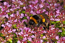 Buff-tailed bumblebee (Bombus terrestris) queen feeding on Thyme (Thymus) in garden Cheshire, England, UK. June.