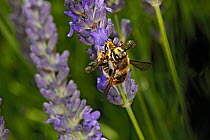 Wool-carder bee (Anthidium manicatum) pair mating on Lavender (Lavendula) in garden Cheshire, England, UK. July.