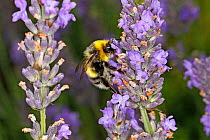 White-tailed bumblebee (Bombus lucorum) male feeding on Lavender (Lavendula) in garden Cheshire, England, UK. August.