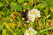 White-tailed bumblebee (Bombus lucorum) feeding on White Clover (Trifolium repens) in meadow Cheshire, England, UK. June.