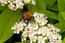 Tree Bumble Bee (Bombus hypnorum) feeding on Tree Bumblebee (Bombus hypnorum) feeding on Cotoneaster flower in garden Cheshire, England, UK. June.
