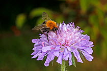 Tree bumblebee (Bombus hypnorum) feeding on Field scabious (Knautia arvensis) in garden Cheshire, England, UK. June.
