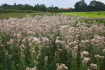 Creeping thistle (Cirsium arvense) seed heads shedding seed growing in farm field Cheshire, England, UK. August.