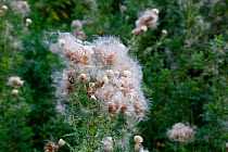 Creeping thistle (Cirsium arvense) seed heads shedding seed growing in field, Cheshire, England, UK. August.