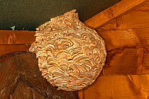Common wasp (Vespula vulgaris) nest completed in garden shed Cheshire, England, UK. October.