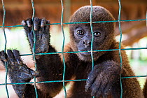 Poeppig's wooly monkey (Lagothrix poeppigii) captive in zoo, Pucallpa, Ucayali Region, Peru.