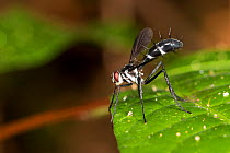 Tachnid fly (Tachinidae) Panguana Reserve, Huanuca province, Amazon basin, Peru.