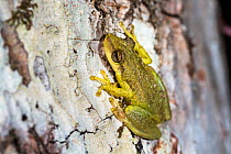 Snouted treefrog (Scinax sp.) Panguana Reserve, Huanuco province, Amazon basin, Peru.