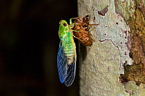 Recently emerged Cicada (Cicadoidea) Panguana Reserve, Huanuca province, Amazon basin, Peru.