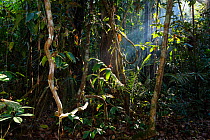 Lowland rainforest with sun beams shining through, Panguana Reserve, Huanuca province, Amazon basin, Peru.