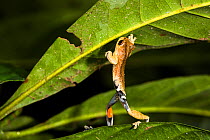 Sarayacu treefrog (Dendropsophus parviceps) in lowland rainforest, Panguana Reserve, Huanuca province, Amazon basin, Peru.