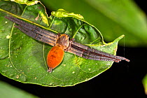 Spider (Clubionidae) with legs stretched out straight, Panguana Reserve, Huanuco province, Amazon basin, Peru.